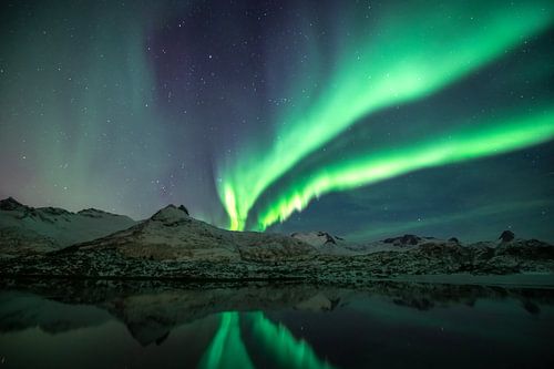 Aurores boréales sur les îles Lofoten