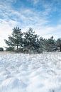 Sneeuwlandschap Kampina van Ruud Engels thumbnail