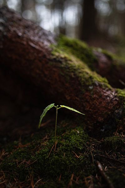 Une nouvelle vie dans la forêt par Prints by Abigail Van Kooten