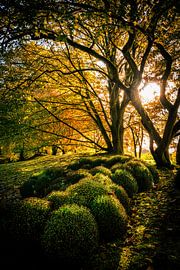 Beautiful autumn colours by Bart cocquart