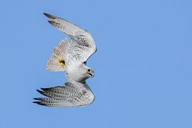 Geierfalke auf der Jagd macht ungewöhnliche Bewegungen von Jan van Vreede