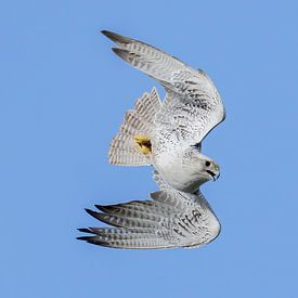 Vulture falcon on the hunt makes extraordinary movements by Jan van Vreede