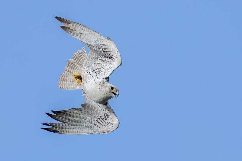 Vulture falcon on the hunt makes extraordinary movements by Jan van Vreede