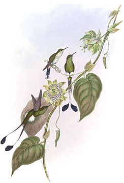Wit-boote racket-tail, John Gould van Hummingbirds