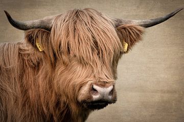 Scottish Highlander portrait: Digital Art by Marjolein van Middelkoop
