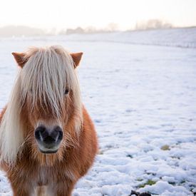 Paardje in de sneeuw von Tess Smethurst-Oostvogel