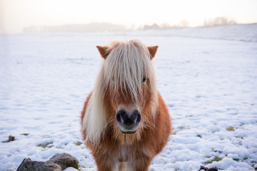 Paardje in de sneeuw by Tess Smethurst-Oostvogel