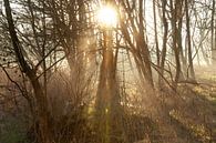 Sonnenaufgang zwischen den Bäumen - Sonnenharfen und mystischer Nebel im Mallebos von Karin van Es Miniaturansicht