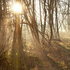 Sonnenaufgang zwischen den Bäumen - Sonnenharfen und mystischer Nebel im Mallebos von Karin van Es