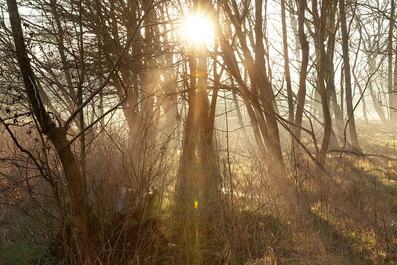 Sonnenaufgang zwischen den Bäumen - Sonnenharfen und mystischer Nebel im Mallebos von Karin van Es