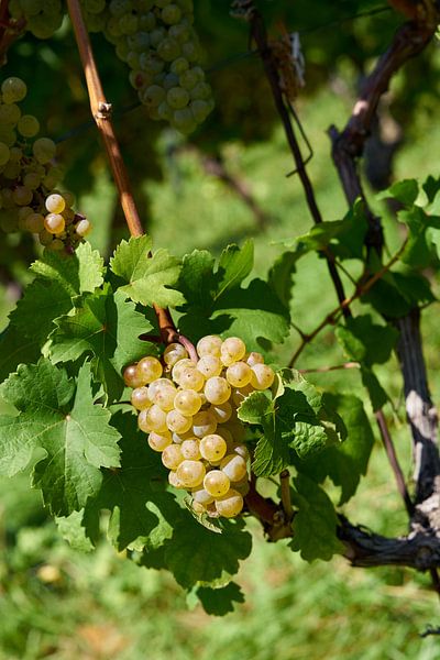 Grape of the Silvaner variety by Heiko Kueverling