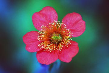 Red Sieversia flower 