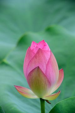 Een roze gesloten bloemknop