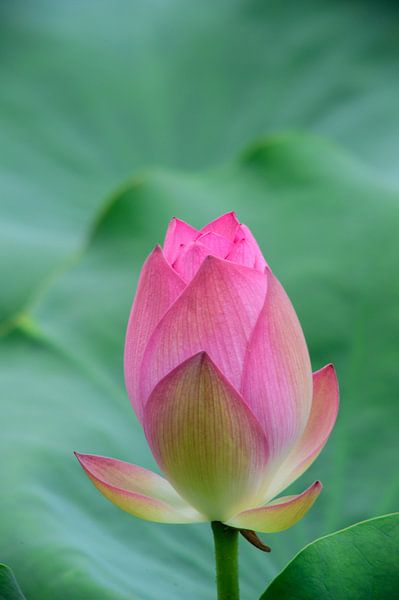 A pink closed flower bud by Jan Diepeveen
