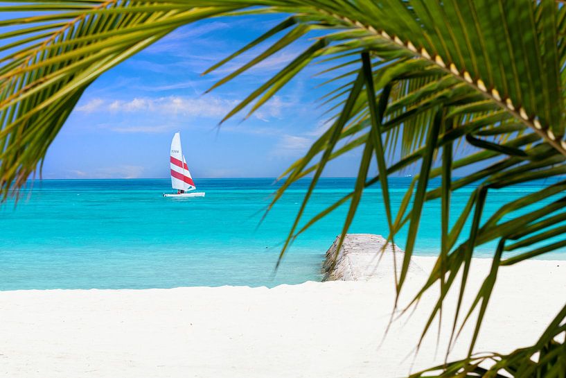 Voilier devant la plage de palmiers par Tilo Grellmann