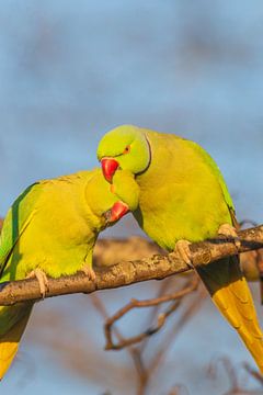 Mating pair of Rose-ringed parakeets affectionately grooming and by Andrew Balcombe