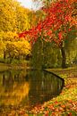 Herbstfoto von Der Park, Rotterdam von Dirk Jan Kralt Miniaturansicht