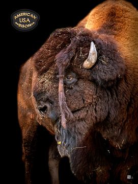 Head of bison