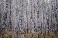 Lost between birches