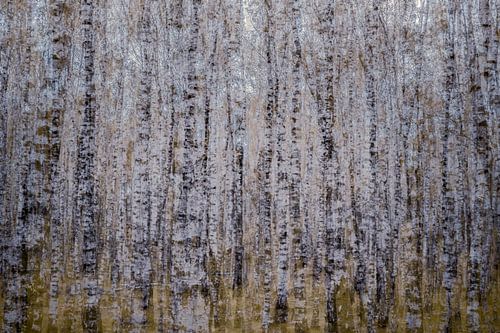 Verloren zwischen Birken