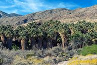 Palm Trees At Indian Canyons by Joseph S Giacalone Photography thumbnail