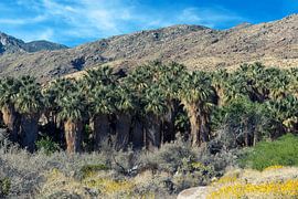 Palm Trees At Indian Canyons by Joseph S Giacalone Photography