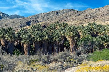 Palmbomen bij Indian Canyons van Joseph S Giacalone Photography
