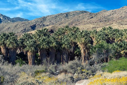 Palmbomen bij Indian Canyons