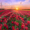 Tulpenveld Noordostpolder in de schemer van Rens Marskamp