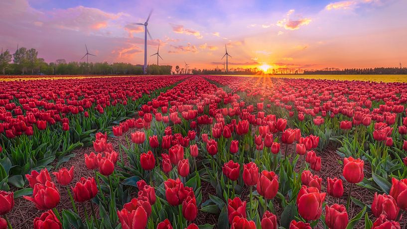 Tulpenveld Noordostpolder in de schemer van Rens Marskamp