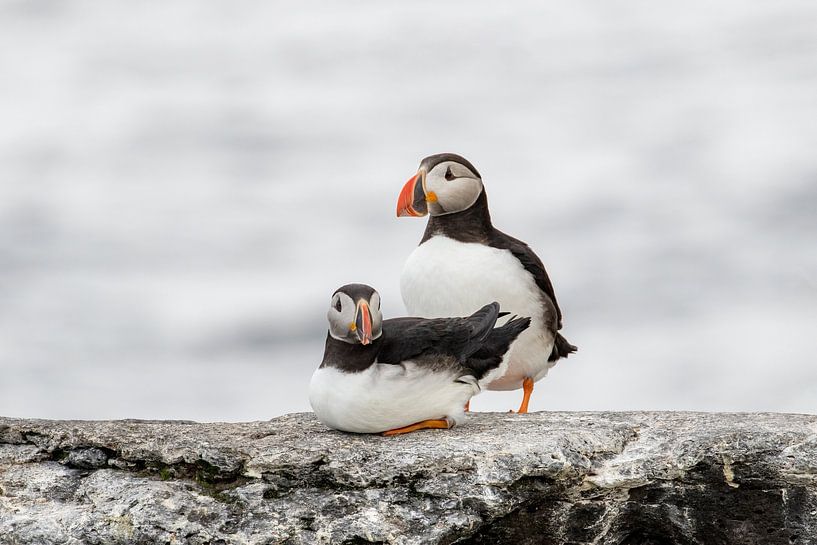 Papageientaucher (Fratercula arctica) auf einem Felsen. von Tanja van Beuningen
