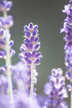 Lovely lavender by Deckfish Pictures