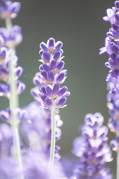 Schöner Lavendel von Deckfish Pictures