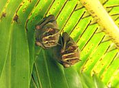 Vleermuizen in Costa Rica van Daphne Wessel thumbnail