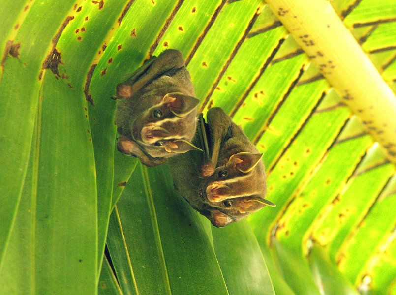 Vleermuizen in Costa Rica van Daphne Wessel