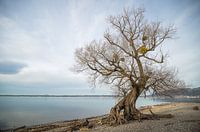 Oude weide aan het Bodenmeer