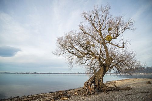 Oude weide aan het Bodenmeer
