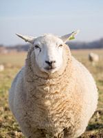 Schaap