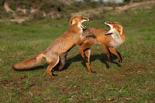 Playing foxes
