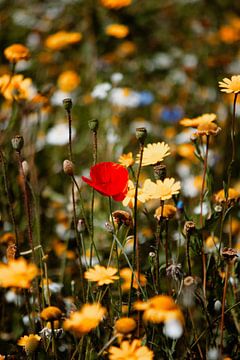 Roter Mohn in einem Feld gelber Blumen | Naturfotografie Kunstdruck von AIM52 Shop
