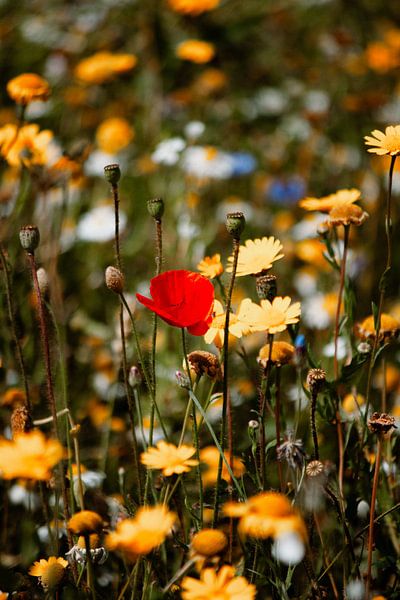 Red poppy in a field of yellow flowers | Nature photography art print by AIM52 Shop
