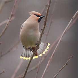 Pestvogel van Eric Van Hul