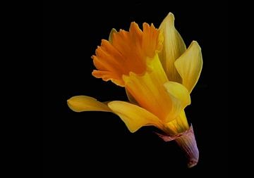 Daffodil by erikaktus gurun