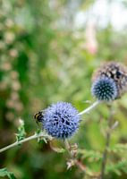 Beautifull Bee