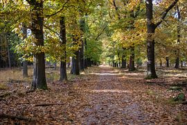 Forêt d'automne avec une allée et des feuilles qui tombent sous la douce lumière du soleil
