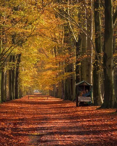 De Boslaan in Slochteren Groningen