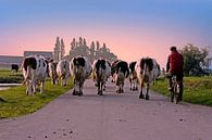 Koeien op weg naar de stal bij zonsondergang op het platteland van Nederland van Eye on You thumbnail