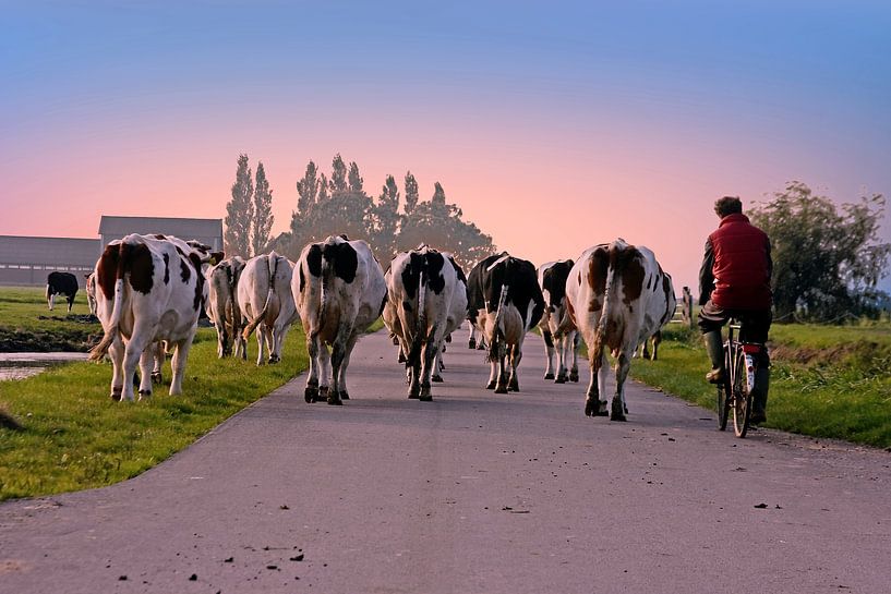 Koeien op weg naar de stal bij zonsondergang op het platteland van Nederland van Eye on You