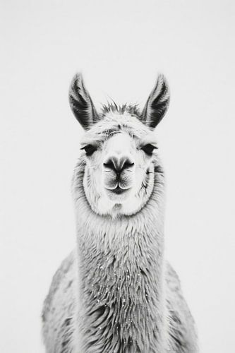 Lama in Schwarz-Weiß