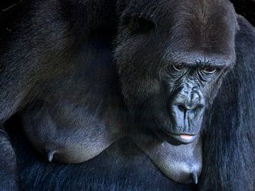 Gorilla von Rob Boon